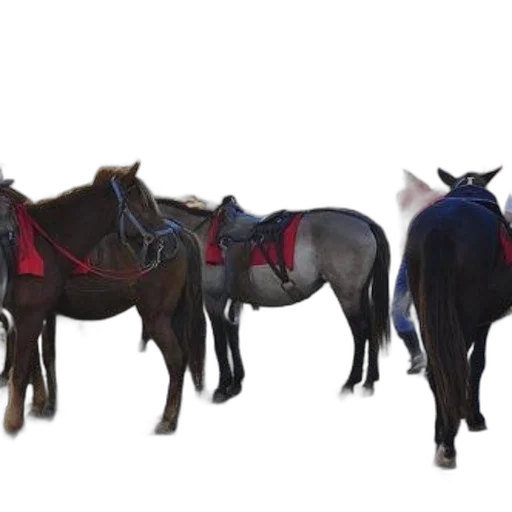 animal, staff, jewelry, concept art transparent PNG cut-out