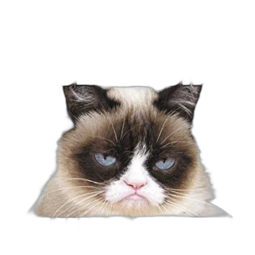 animal, furniture, photorealistic, grumpy transparent PNG cut-out