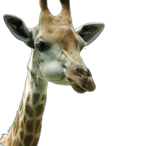 animal, creature, face, staff transparent PNG cut-out