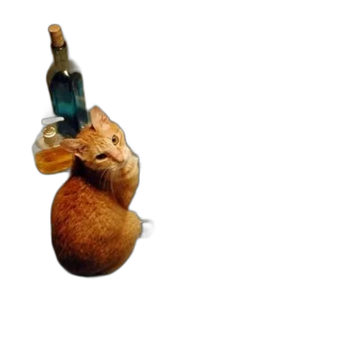 bottle, food, staff, animal transparent PNG cut-out