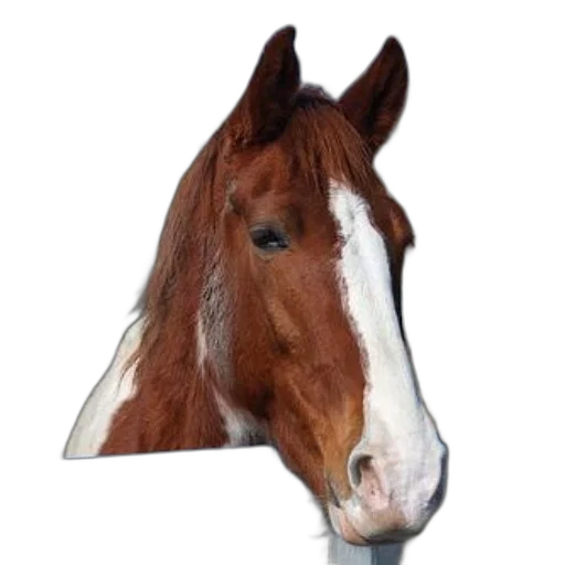 hat, animal, face, crown transparent PNG cut-out