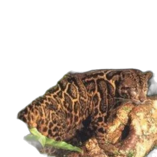 food, animal, dragon, creature transparent PNG cut-out