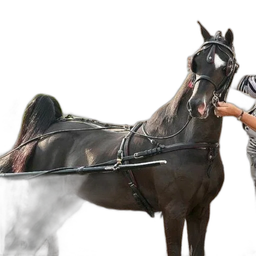 sword, weapon, animal, staff transparent PNG cut-out