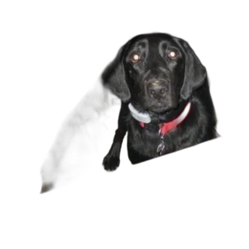 staff, animal, creature, hat transparent PNG cut-out