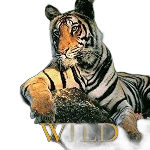 animal, creature, photorealistic, concept art transparent PNG cut-out