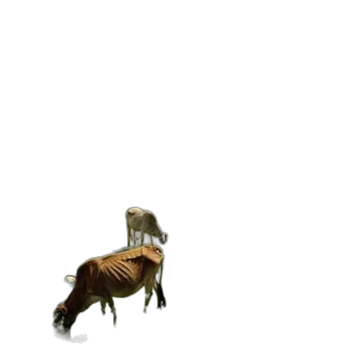 animal, creature, hair, dragon transparent PNG cut-out
