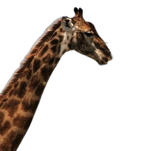 animal, creature, face, hat transparent PNG cut-out