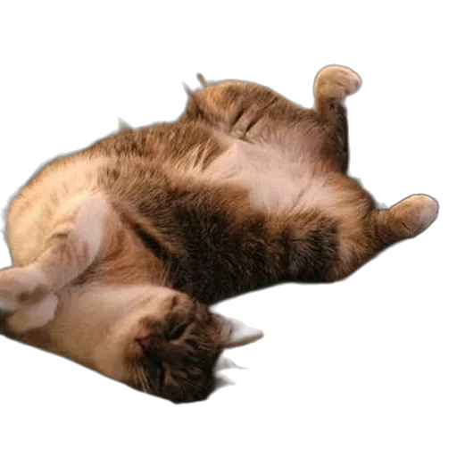 animal, creature, staff, food transparent PNG cut-out