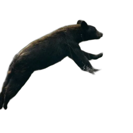 animal, creature, staff, weapon transparent PNG cut-out