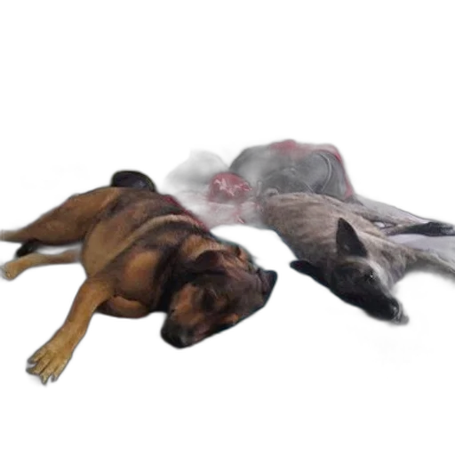 animal, photorealistic, concept art, 3d render transparent PNG cut-out