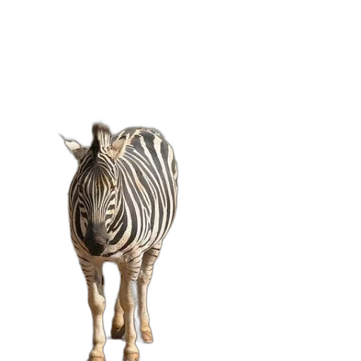 animal, jewelry, furniture, creature transparent PNG cut-out