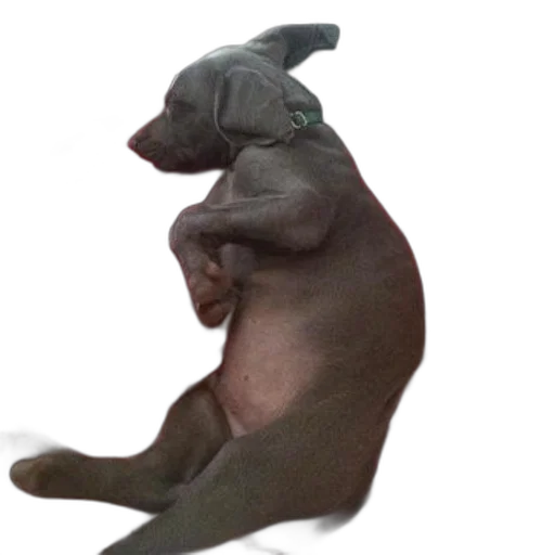 animal, creature, dragon, hat transparent PNG cut-out
