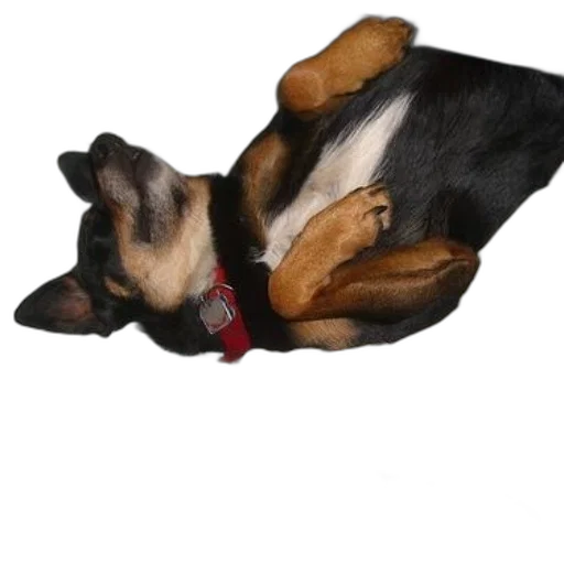 staff, animal, creature, jewelry transparent PNG cut-out