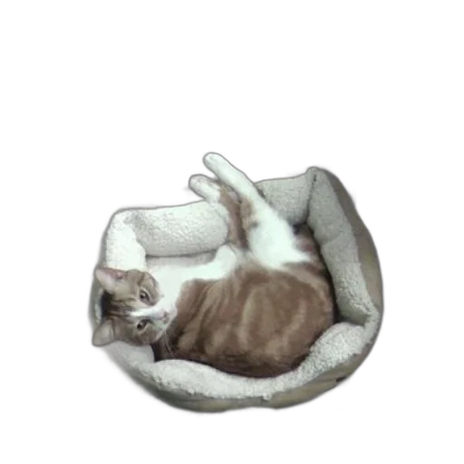 furniture, animal, staff, creature transparent PNG cut-out