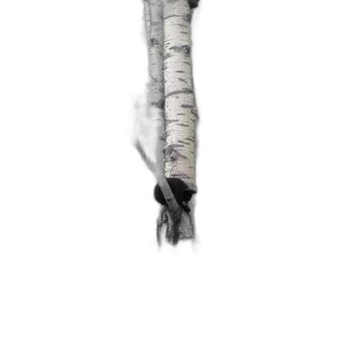 staff, tree, dress, sword transparent PNG cut-out