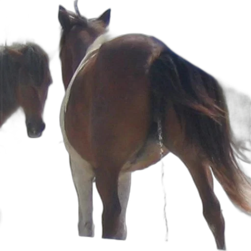 animal, creature, hair, staff transparent PNG cut-out