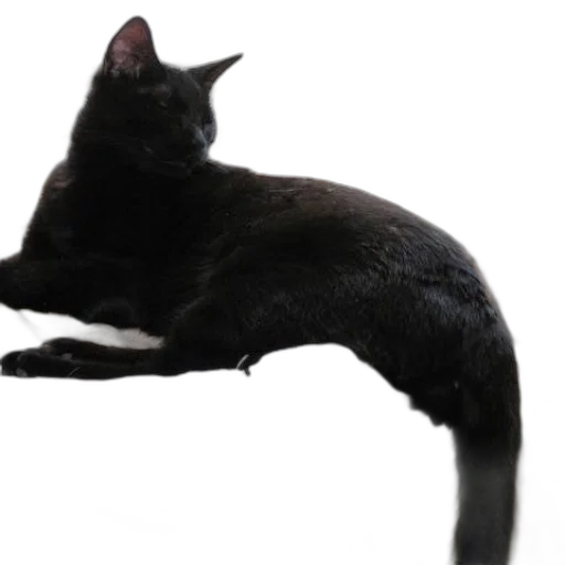 animal, creature, staff, hat transparent PNG cut-out