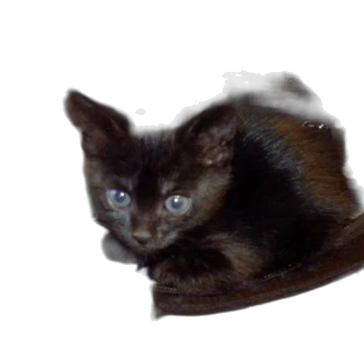 animal, creature, staff, hat transparent PNG cut-out
