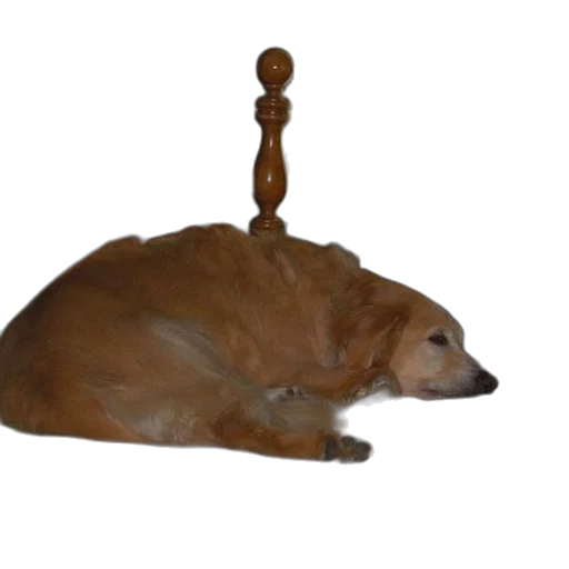 staff, crown, animal, hat transparent PNG cut-out