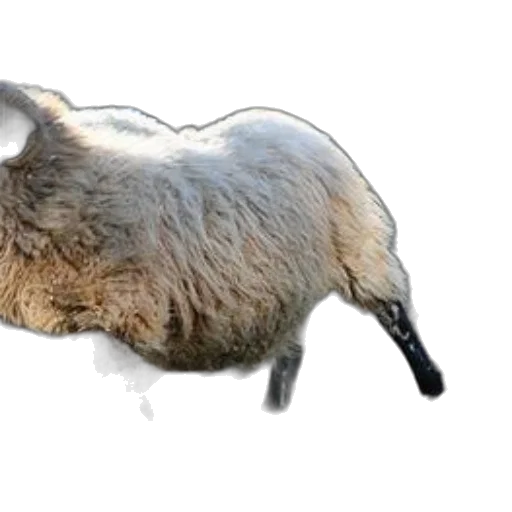 animal, creature, hair, food transparent PNG cut-out