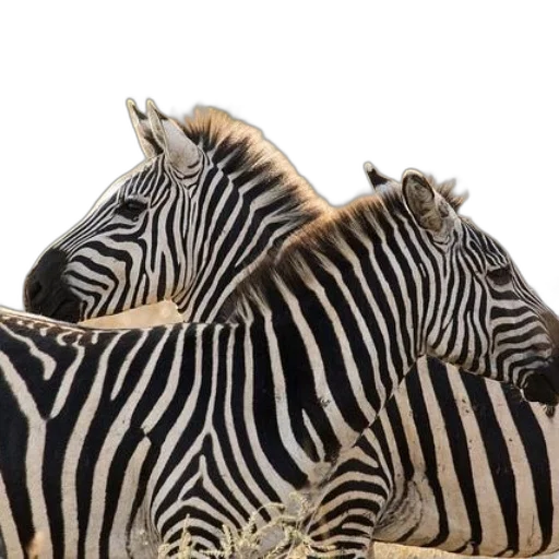 animal, jewelry, shoes, hat transparent PNG cut-out
