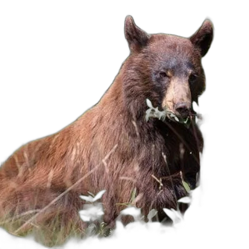 animal, creature, hair, staff transparent PNG cut-out