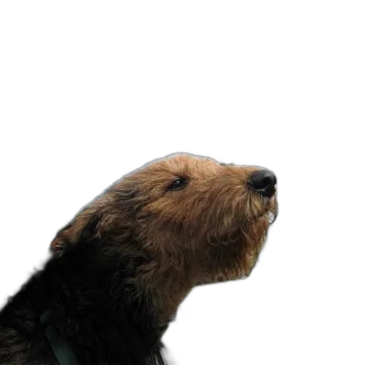 animal, staff, face, creature transparent PNG cut-out
