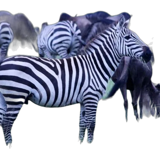animal, creature, furniture, jewelry transparent PNG cut-out