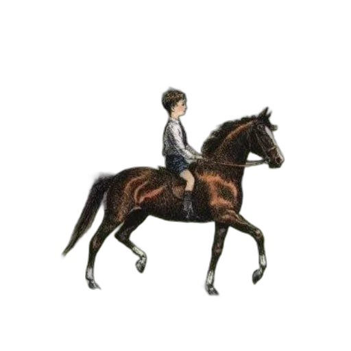 animal, staff, jacket, hair transparent PNG cut-out