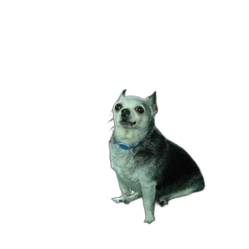 animal, creature, staff, robot transparent PNG cut-out