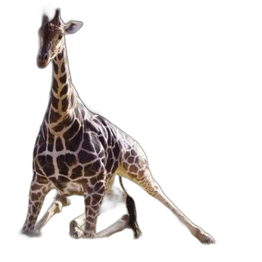 animal, creature, staff, jewelry transparent PNG cut-out
