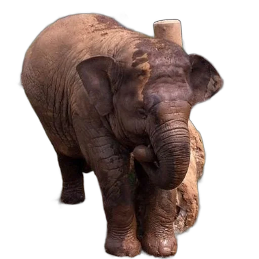 animal, creature, staff, face transparent PNG cut-out