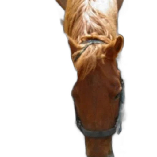 staff, animal, shoes, face transparent PNG cut-out