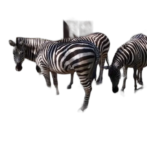 animal, furniture, jewelry, creature transparent PNG cut-out