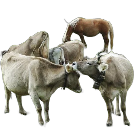 animal, jewelry, staff, food transparent PNG cut-out