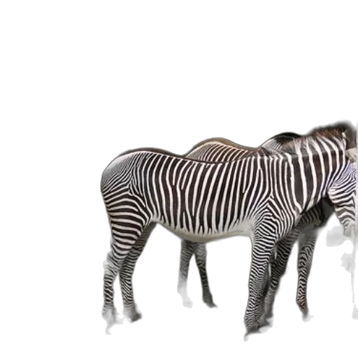 animal, creature, furniture, jewelry transparent PNG cut-out