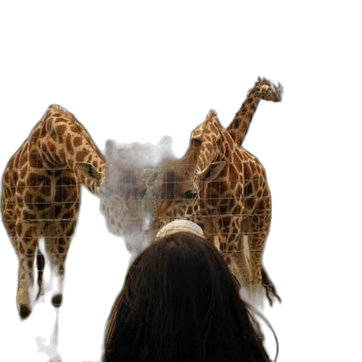 animal, creature, photorealistic, concept art transparent PNG cut-out