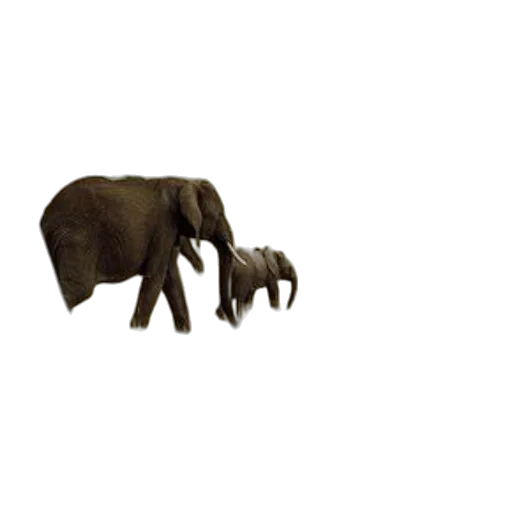 animal, creature, weapon, jewelry transparent PNG cut-out