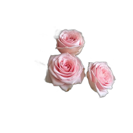 flower, jewelry, crown, food transparent PNG cut-out