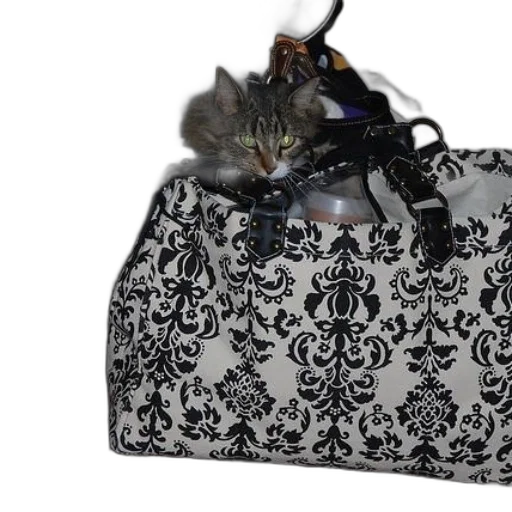 cat, peeking, out, black transparent PNG cut-out
