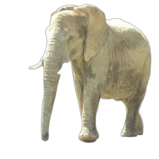 animal, creature, staff, weapon transparent PNG cut-out