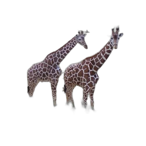 animal, creature, jewelry, hat transparent PNG cut-out