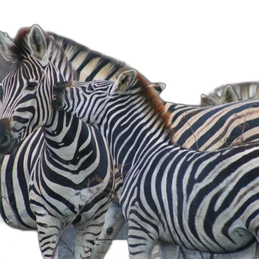 animal, group, zebras, standing transparent PNG cut-out