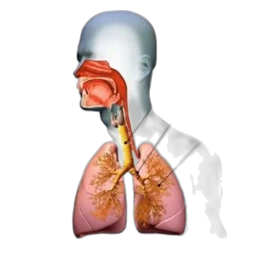 mask, anatomical, illustration, human transparent PNG cut-out
