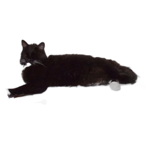 staff, animal, creature, black transparent PNG cut-out