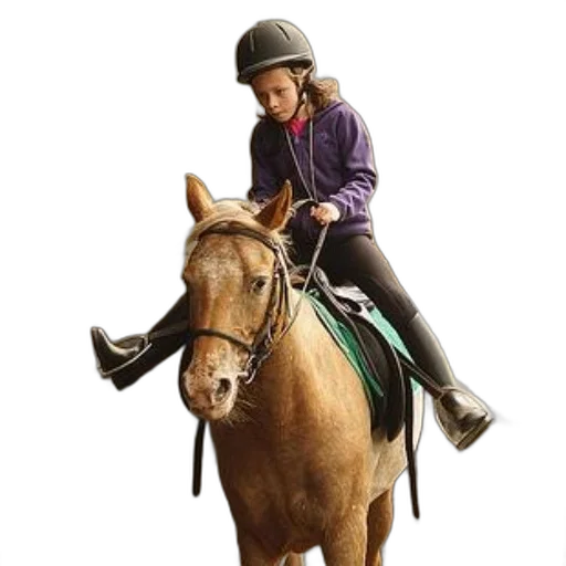 hat, animal, photorealistic, young transparent PNG cut-out
