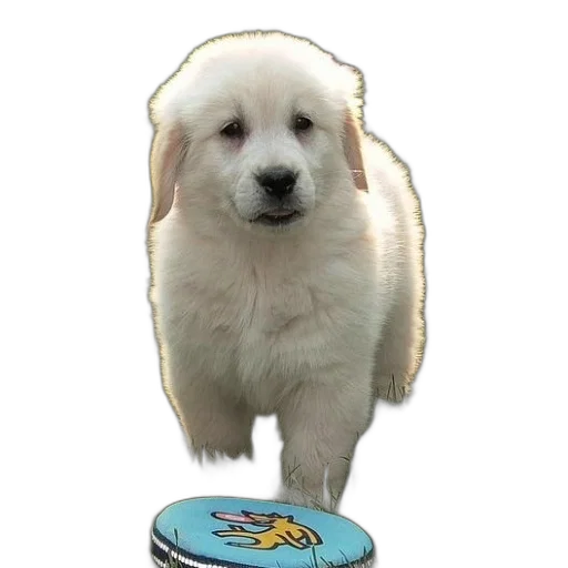 animal, food, creature, hat transparent PNG cut-out