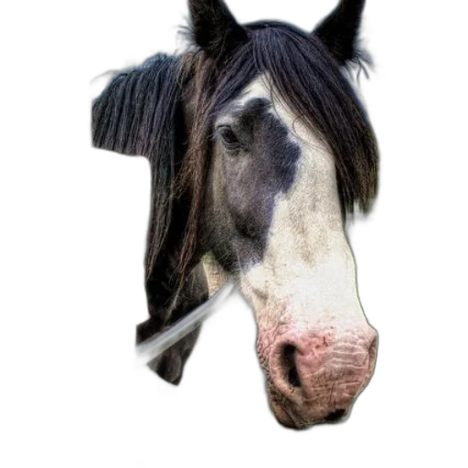 animal, face, creature, hat transparent PNG cut-out