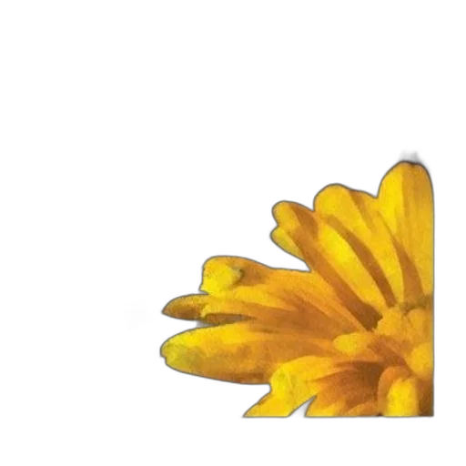flower, crown, jewelry, food transparent PNG cut-out