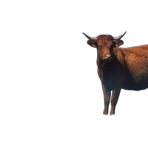 animal, creature, weapon, face transparent PNG cut-out